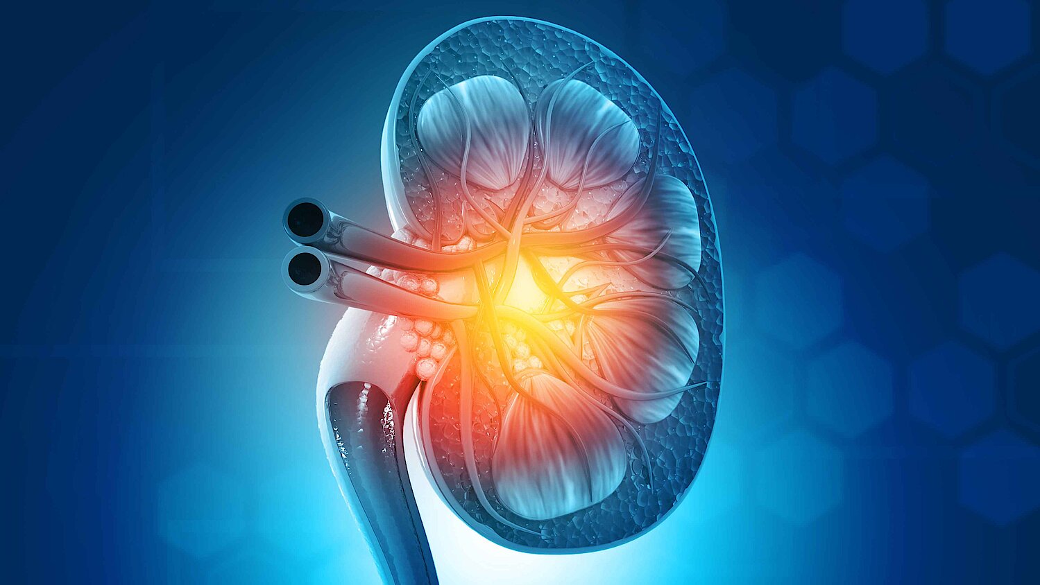 Human kidney cross section on blue, science background.