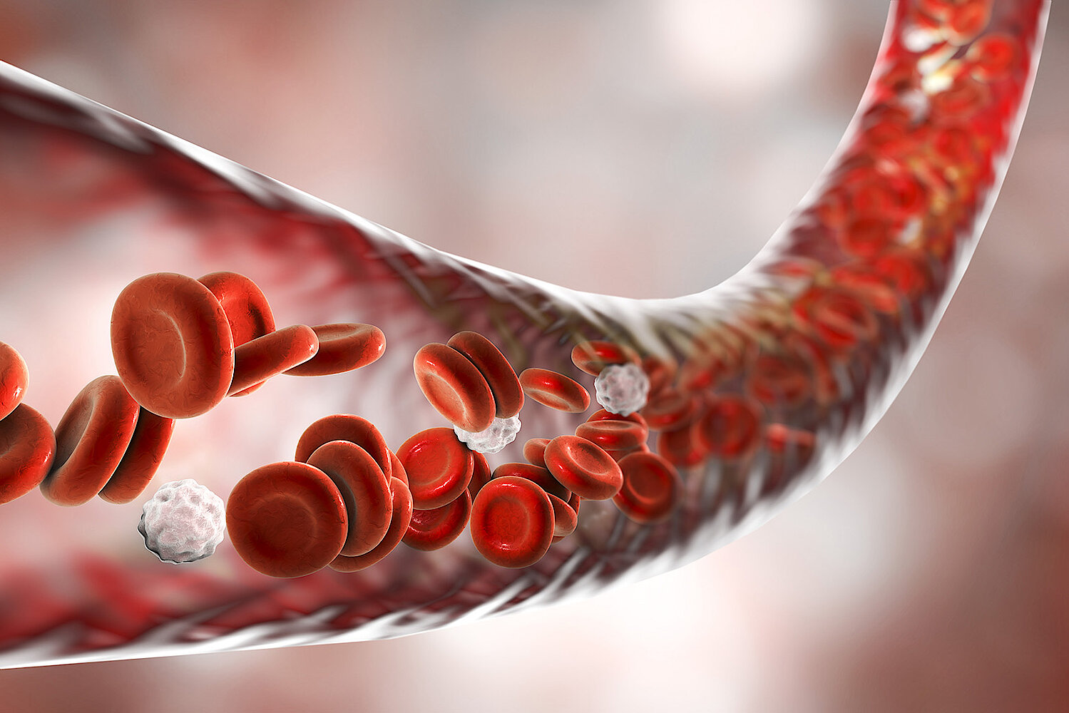 Three dimensional illustration of blood vessel with flowing erythrocytes and leukocytes.