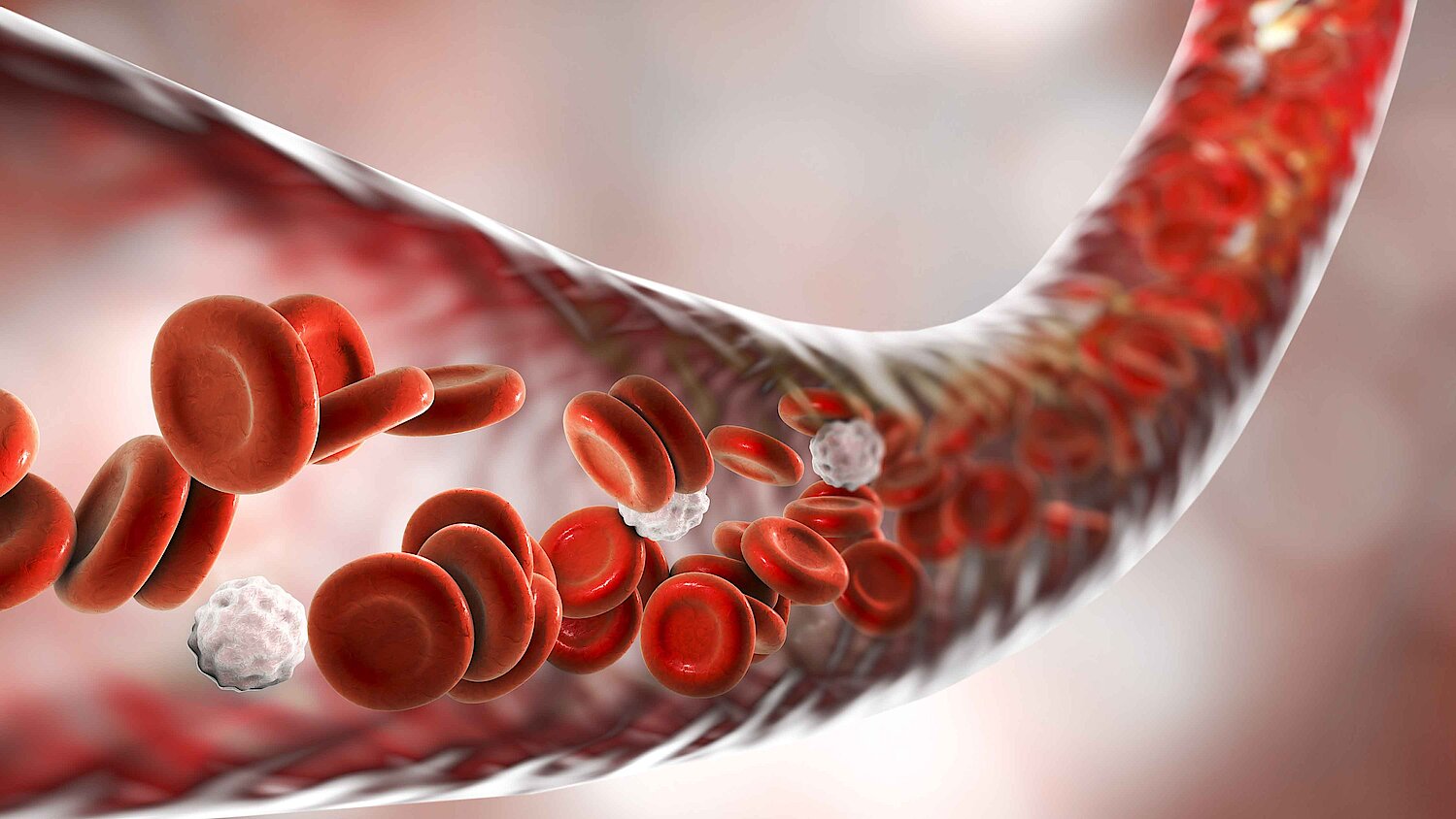 Three dimensional illustration of blood vessel with flowing erythrocytes and leukocytes.