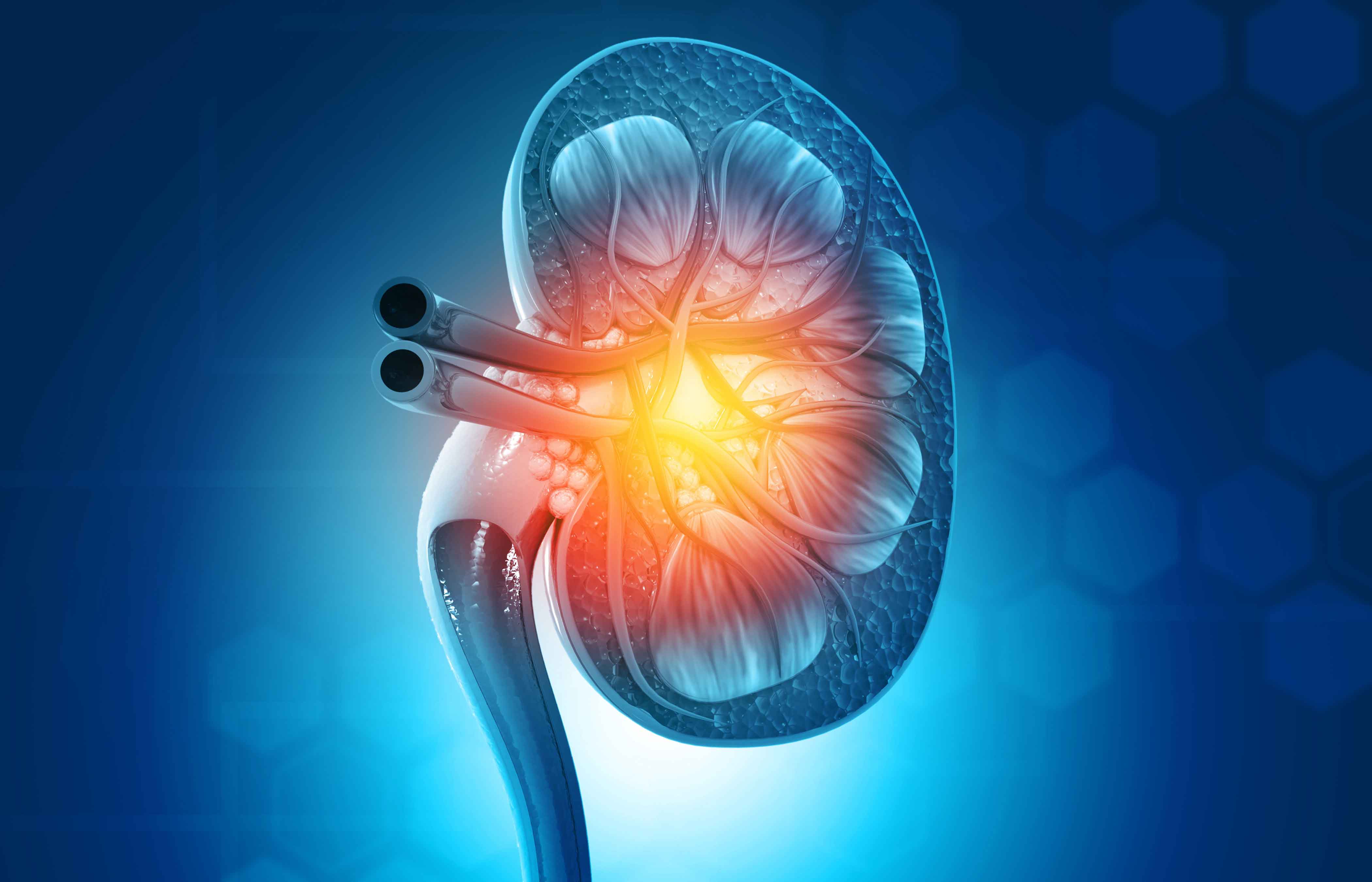 Human kidney cross section on blue, science background.